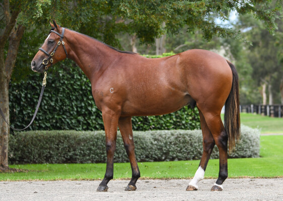 Lot 181: Home Affairs / Special Memories