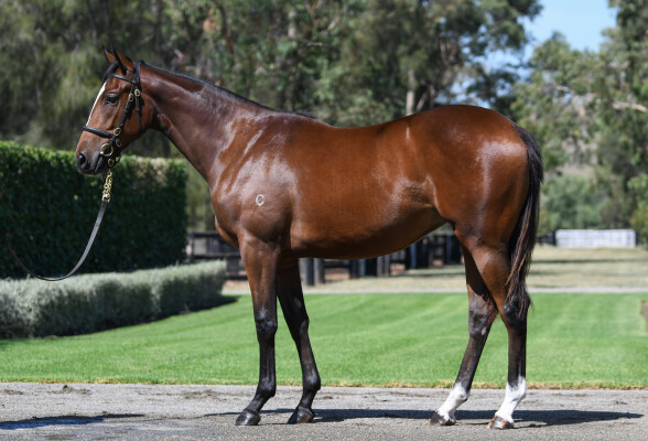 Lot 210: Home Affairs / Tangier