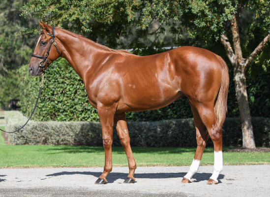 Lot 234: Home Affairs / Tulip