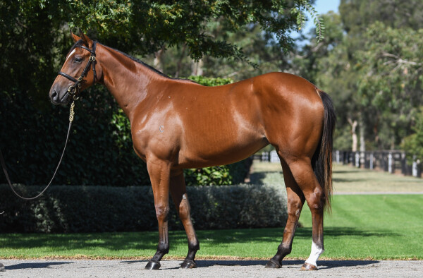 Lot 238: Home Affairs / Twinkle (IRE)