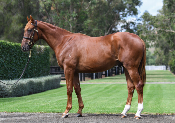 Lot 278: Home Affairs / Anjeo (IRE)