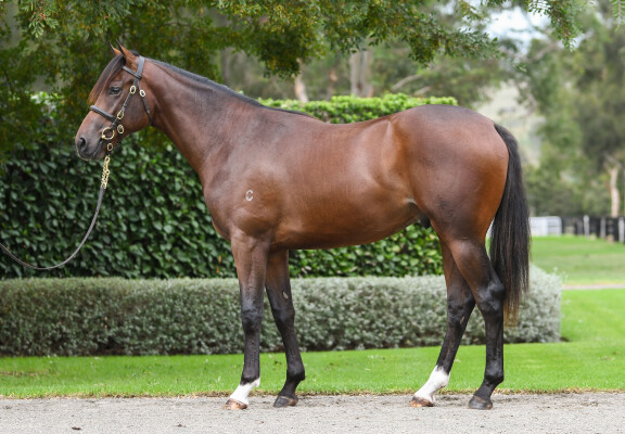 Lot 283: So You Think (NZ) / Aretha (NZ)