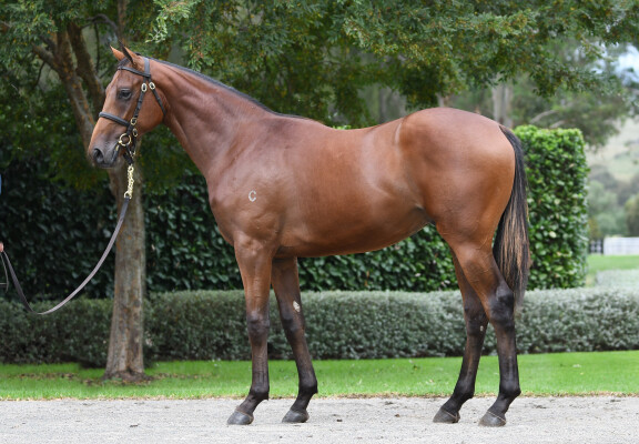 Lot 286: Zoustar / Atlantic Emerald (IRE)