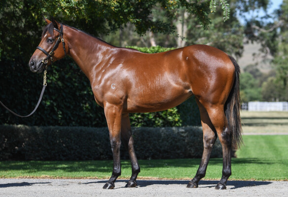 Lot 300: St Mark's Basilica (FR) / Bewitchingly