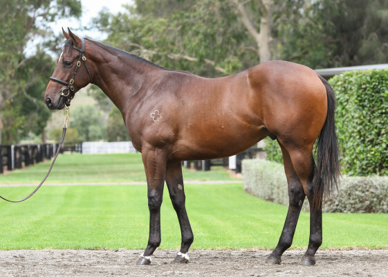 Lot 303: Pinatubo (IRE) / Bo Bardi