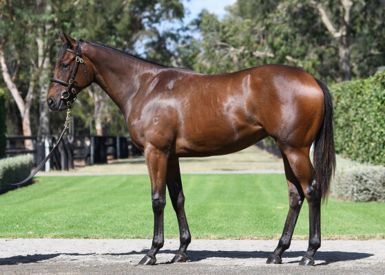 Lot 309: Wootton Bassett (GB) / Bring Me Roses