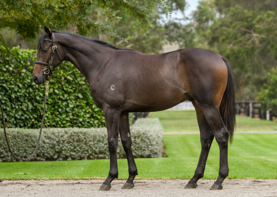 Lot 311: So You Think (NZ) / Bullion Mansion