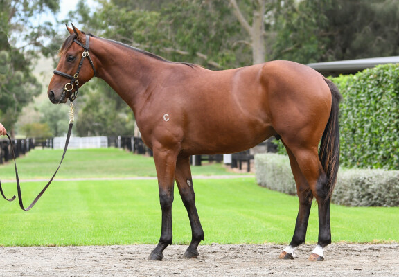 Lot 317: Pierro / Celebrity Queen