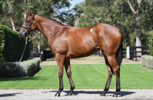 Lot 358: Snitzel / Ennis Hill