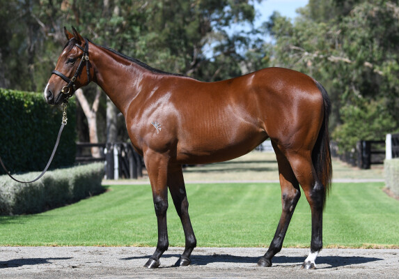 Lot 379: Home Affairs / Fontein Ruby