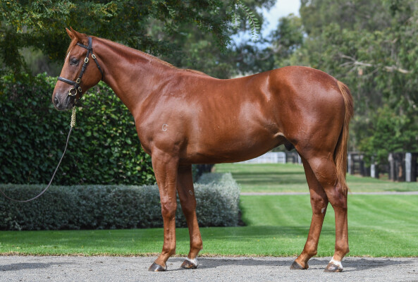 Lot 399: Frankel (GB) / Heart to Heart (GB)