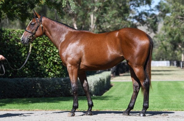 Lot 417: Snitzel / Invincibella