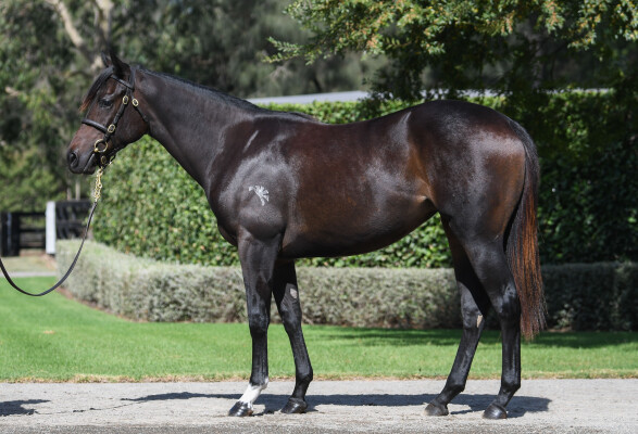 Lot 418: So You Think (NZ) / Invincible Star