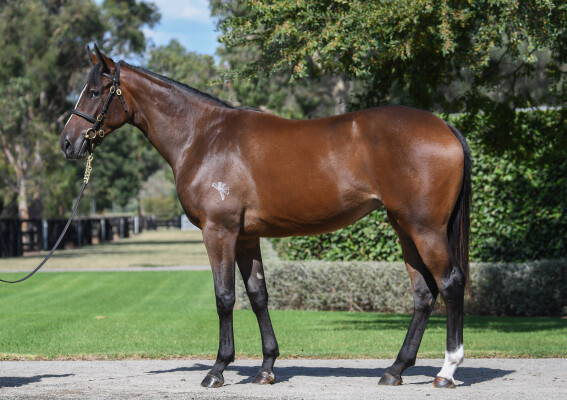 Lot 420: So You Think (NZ) / Irish Sea
