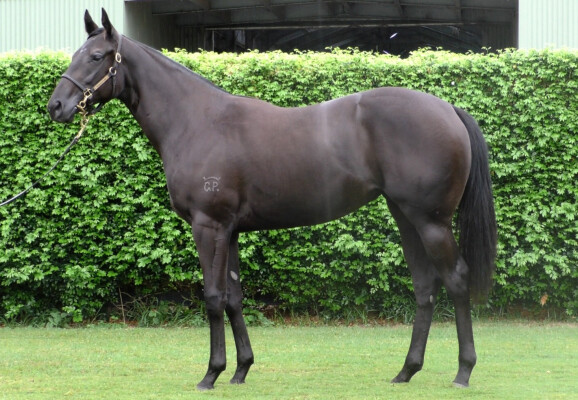 Lot 136: Written Tycoon / Saltoree