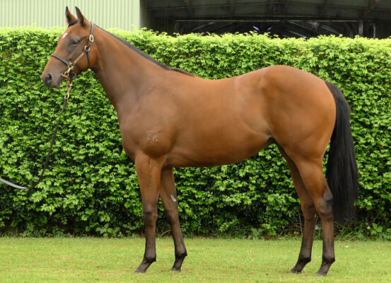 Lot 263: Snitzel / Zavance