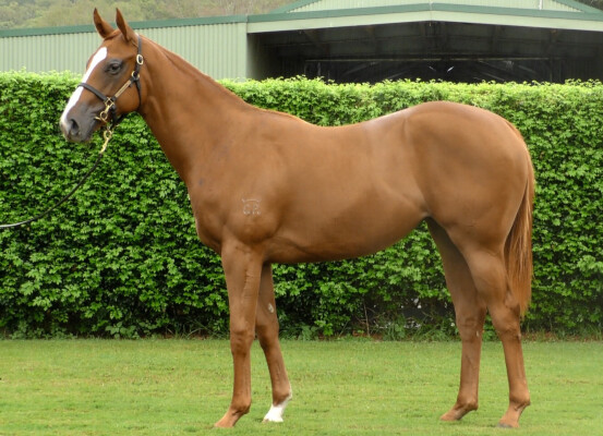 Lot 272: Zoustar / Air Spirit