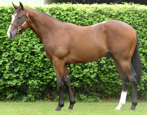 Lot 398: Snitzel / Harlow Gold (NZ)