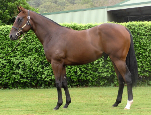 Lot 403: Zoustar / Hijack Hussy