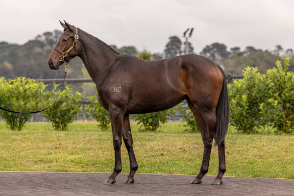 Lot 116: So You Think (NZ) / Queen of Diamonds (NZ)