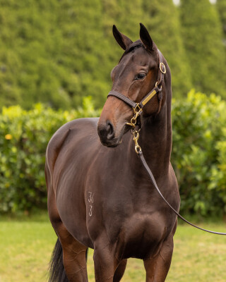 Lot 116: So You Think (NZ) / Queen of Diamonds (NZ)