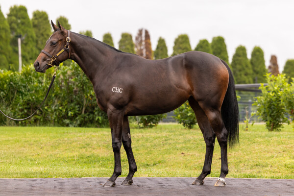 Lot 315: Zoustar / Caricature (NZ)