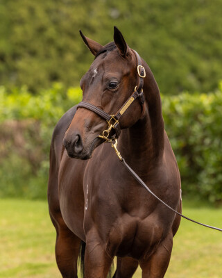 Lot 315: Zoustar / Caricature (NZ)