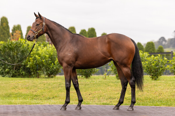 Lot 338: Snitzel / Dame Giselle