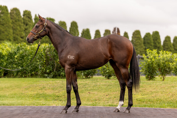 Lot 394: Zoustar / Grasslands