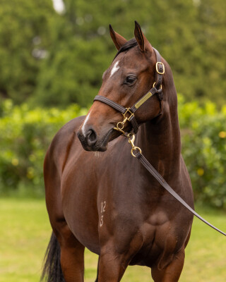 Lot 394: Zoustar / Grasslands
