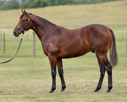 Lot 203: Dundeel (NZ) / Supriym Story