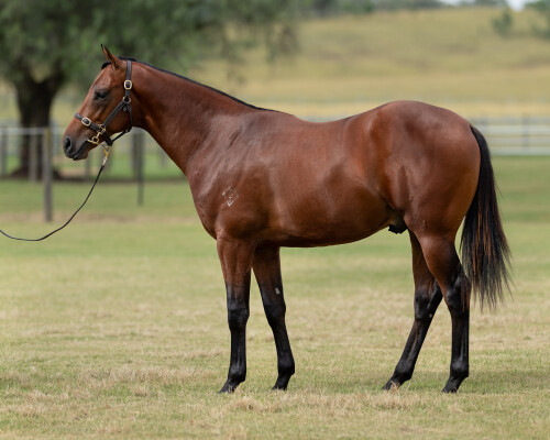 Lot 242: Shamus Award / Upside (IRE)