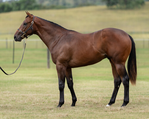 Lot 291: Kermadec (NZ) / Bana Wu (GB)