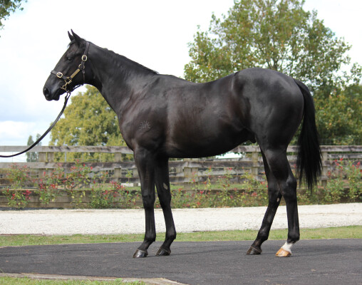 Lot 412: Wootton Bassett (GB) / Indah (GER)