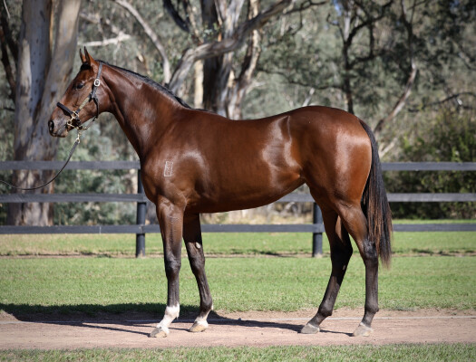 Lot 10: Zoustar / Kenedna