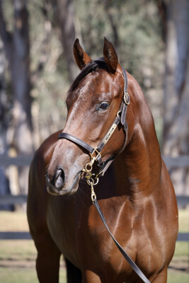 Lot 10: Zoustar / Kenedna