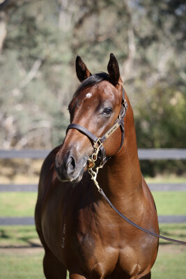 Lot 346: Written Tycoon / Dinnigan