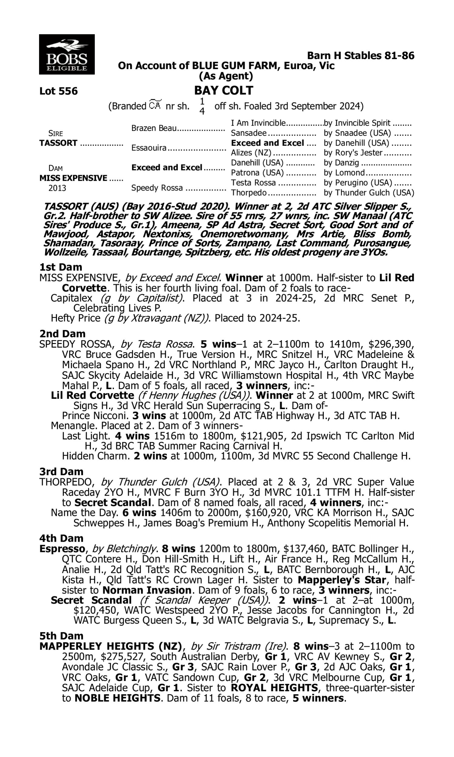 Pedigree for Lot 556 Tassort - Miss Expensive