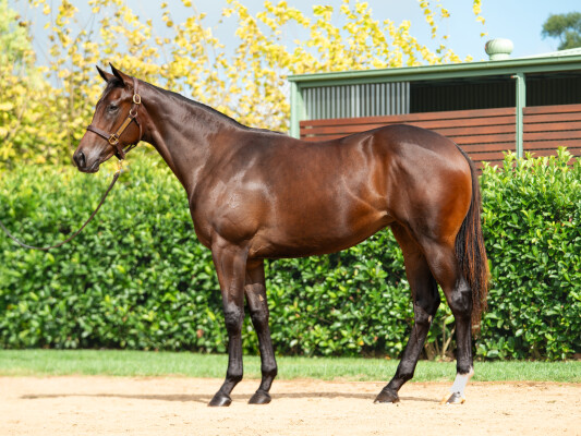 Lot 72: Toronado (IRE) / Moldova