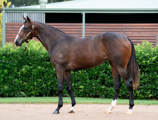 Lot 154: Snitzel / Sexy Eyes