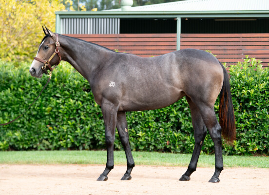Lot 194: I Am Invincible / Stormy Victoria (FR)