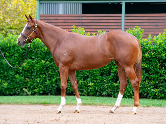Lot 205: Toronado (IRE) / Swift Sis