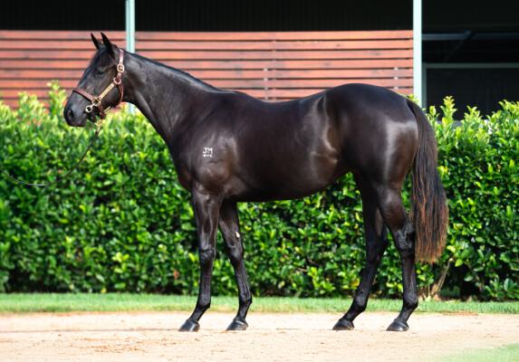 Lot 207: North Pacific / Tahnee Tiara