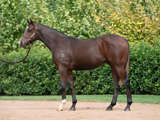 Lot 363: Zoustar / Every Rose
