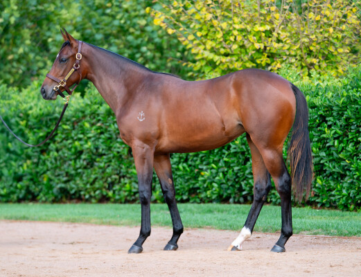 Lot 409: Satono Aladdin (JPN) / Hot Fuss (NZ)