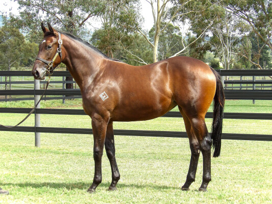 Lot 301: Exceed and Excel / Bint Dubai