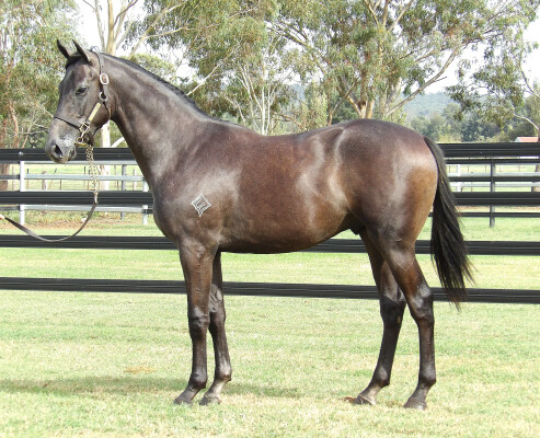 Lot 341: Zoustar / Danzdanzdance