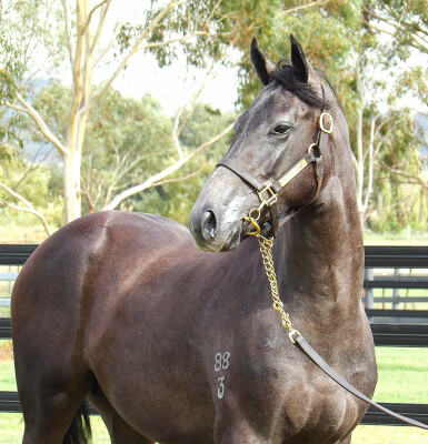 Lot 341: Zoustar / Danzdanzdance