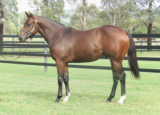 Lot 366: Home Affairs / Extra Olives