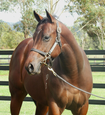 Lot 366: Home Affairs / Extra Olives